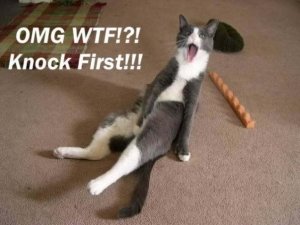 funny-cats-why-dont-you-knock