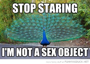 funny-peacock-stop-staring-not-sex-object-pics